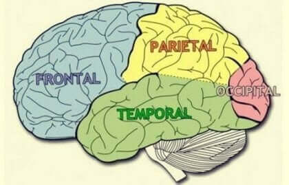 대뇌엽: 특유한 성질과 기능에 대해 알아보자