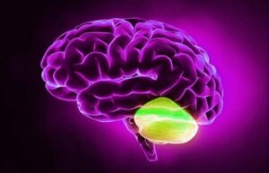 놀랍고도 흥미로운 확산적 사고와 소뇌 관계