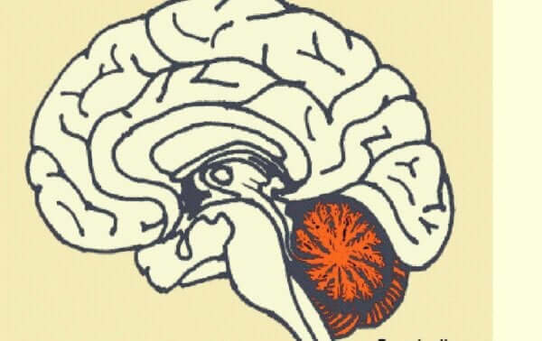 소뇌 유동성 지능