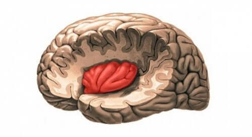 뇌-의-섬피질