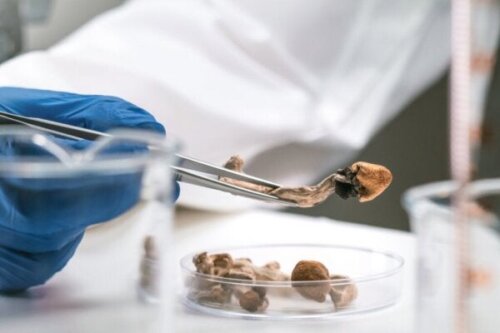 불치병 치료를 위한 환각제 사용